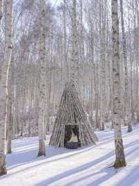 흰 빛깔 눈밭 위 새하얀 자작나무들이 속삭이는 숲❄️🤍
