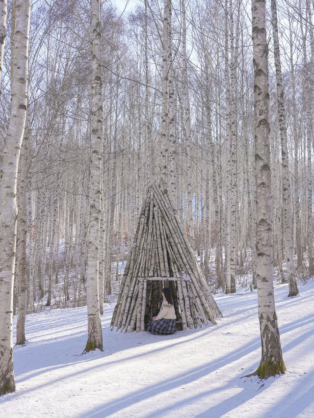 흰 빛깔 눈밭 위 새하얀 자작나무들이 속삭이는 숲❄️🤍
