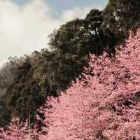 武嶺🌸櫻花的味道