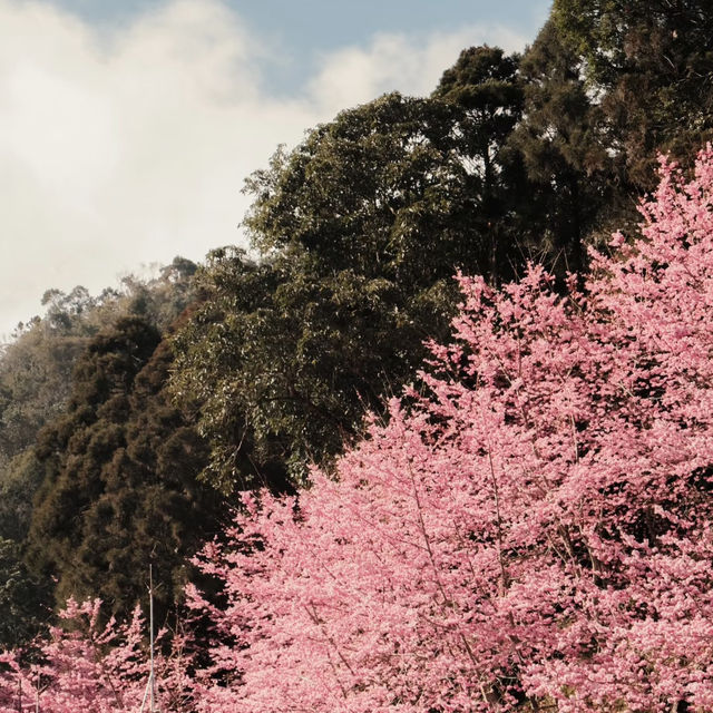 武嶺🌸櫻花的味道