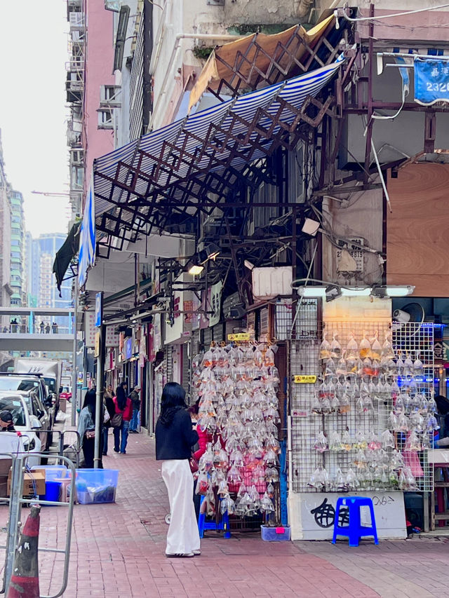 ［香港旅遊］通菜街🧺、花園街🌸、金魚街🐟-最具港風的市井街道🇭🇰體驗香港的人間煙火💯