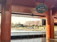 日本北陸櫻花絕景🌸 富岩運河環水公園
