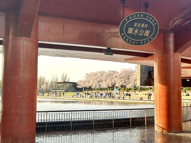 日本北陸櫻花絕景🌸 富岩運河環水公園