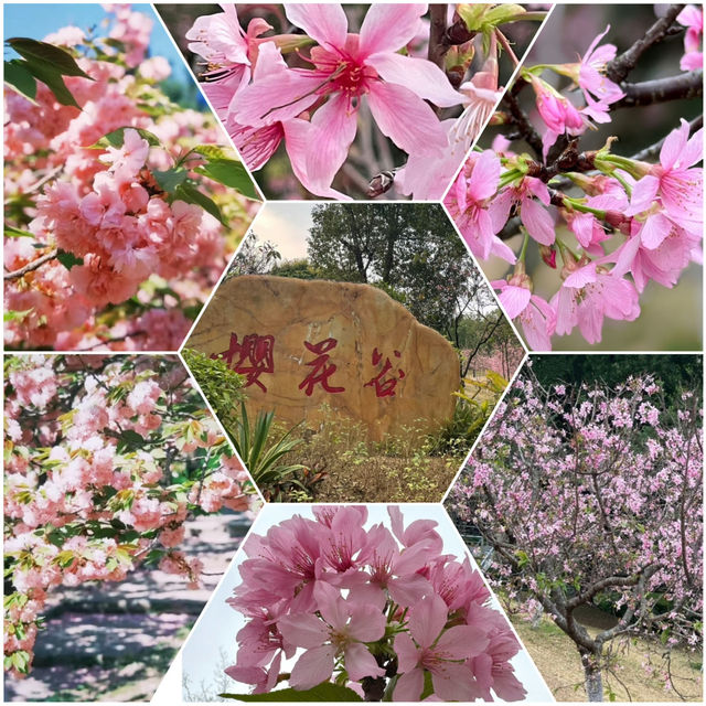 聚龍山公園🌸 櫻花谷🌸