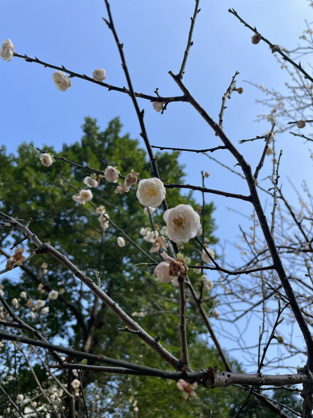 A Walk Around Chiang Kai-shek Memorial Hall Park 🚶‍♂️🌿