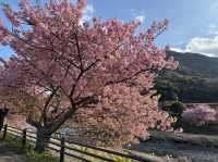 富士山 山中湖伊豆自駕遊之旅