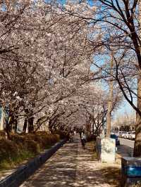🌸 Gapcheon Neighborhood Park: A Hidden Cherry Blossom Gem! 🌸