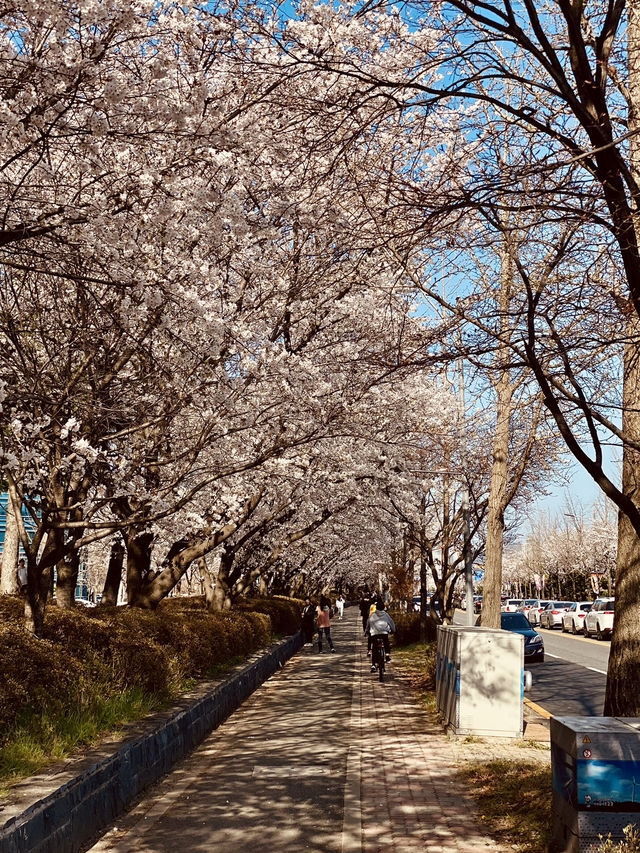 🌸 Gapcheon Neighborhood Park: A Hidden Cherry Blossom Gem! 🌸