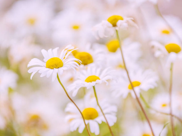 A Wonderful Day at the Pyeongchang Pyeongok Mountain Daisy Flower Festival