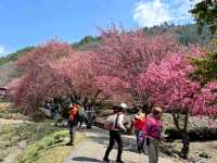 武陵農場，雪霸國家公園下的春櫻浪漫