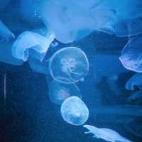 四國香川縣｜高松市內絕美「四國水族館」
