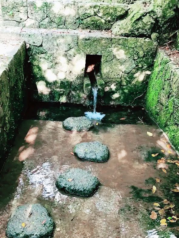 🌸 **森川公園櫻花觀賞遊覽分享** 🌸