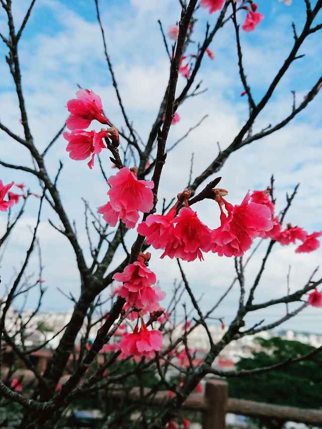 🌸 **沖繩伊祖公園櫻花觀賞遊覽分享** 🌸