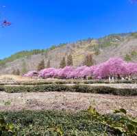 武陵農場櫻花季