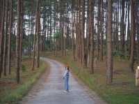 ลานกางเต็นท์กลางป่าสน “สวนป่าดอยบ่อหลวง”