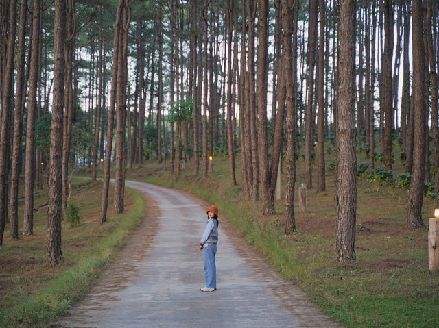 ลานกางเต็นท์กลางป่าสน “สวนป่าดอยบ่อหลวง”