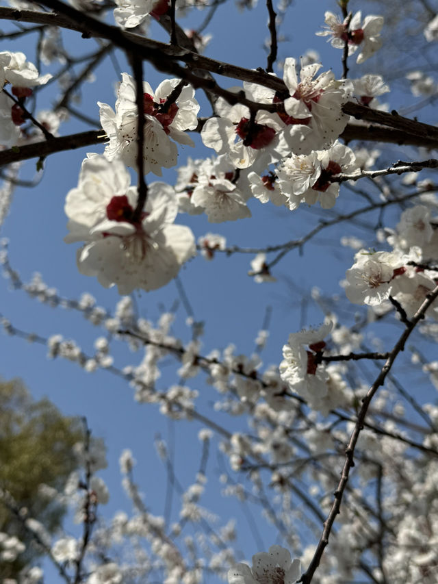 A Serendipitous Bloom: Cherry Blossoms at Nanxun Ancient Town East Gate