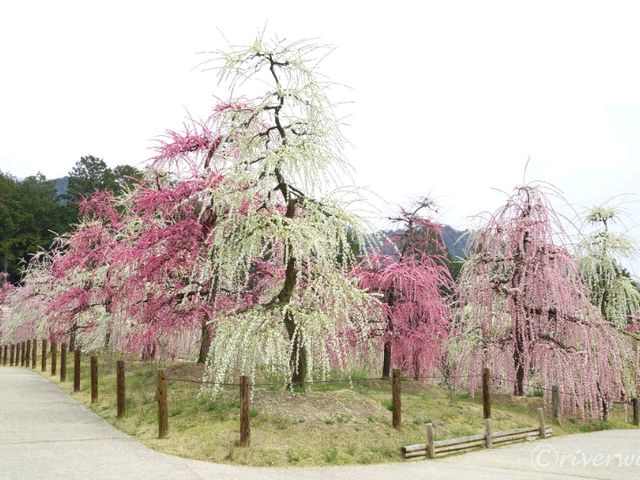 【京都】知る人ぞ知るしだれ梅の梅園！京都宇治「三室戸寺」