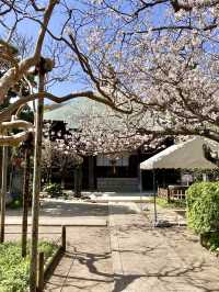 Gokurakuji & Cherry Blossoms: A Hidden Gem in Kamakura
