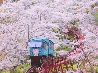 Chasing Sakura at Funaoka Joshi Park Monorail