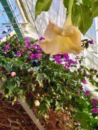Spring Vibes in Hakodate: A Relaxing Visit to Hakodate Tropical Botanical Garden