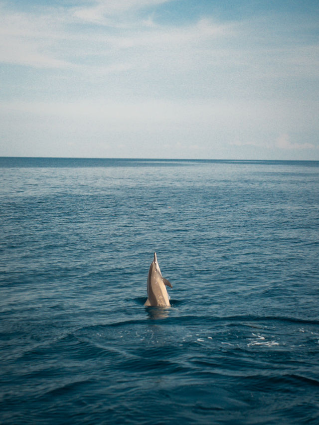 峇里島 | 最有驚喜的體驗 睇海豚仲可以同海豚暢泳🐬