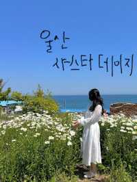 샤스타데이지가 예쁜 울산슬도💛