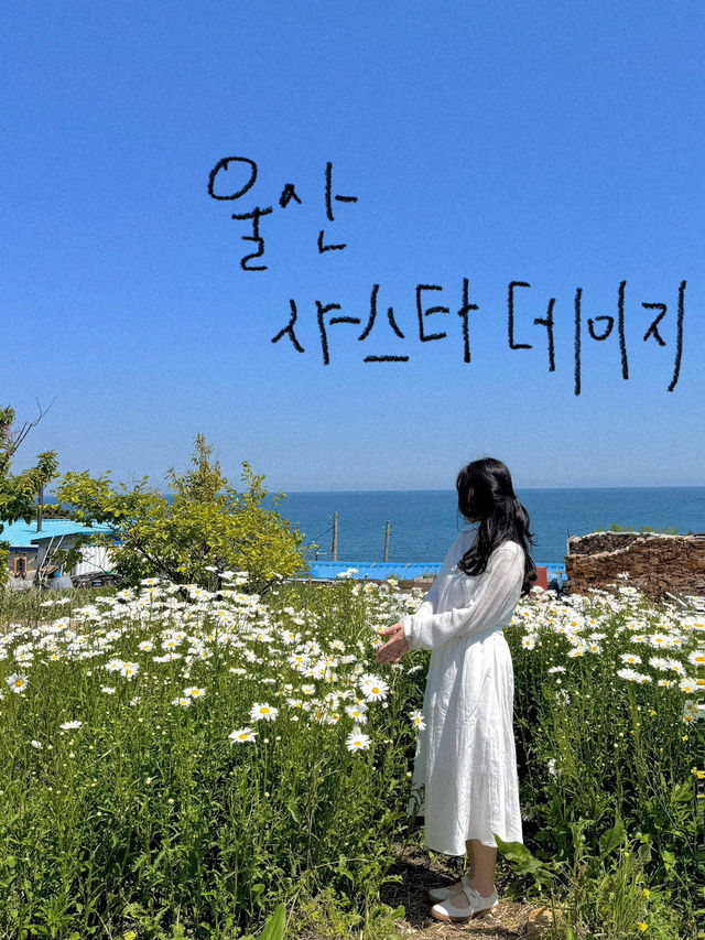 샤스타데이지가 예쁜 울산슬도💛