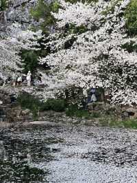 🌸 Lu Xun Park: Shanghai's Cherry Blossom Paradise