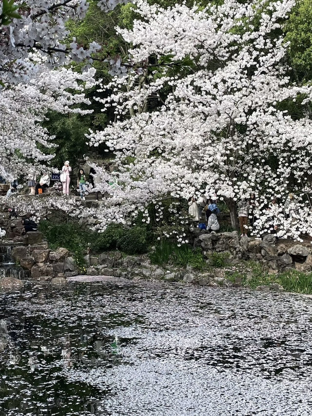 🌸 Lu Xun Park: Shanghai's Cherry Blossom Paradise