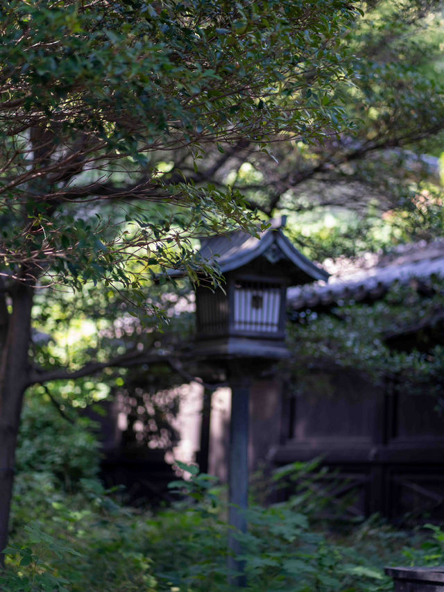 湯島聖堂🏛️ 日本最古の学問所で歴史を感じる