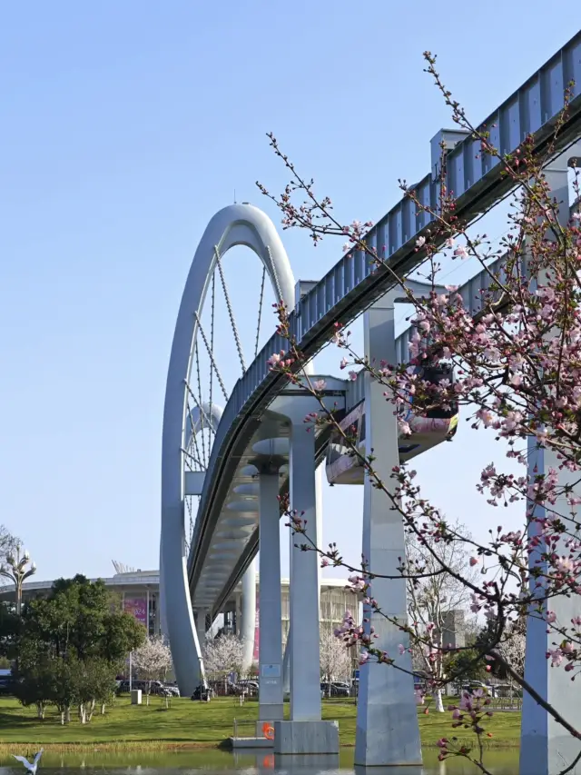 Wuhan Cherry Blossom Train Experience – A Must-See! 🌸🚋