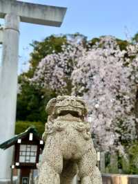 Spring Outing at Nogizaka Shrine – A Hidden Sakura Haven
