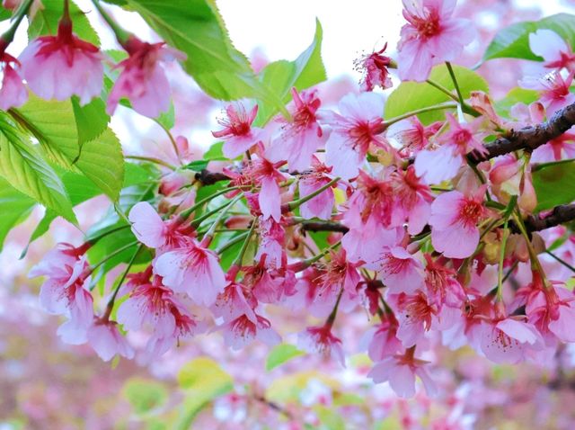🌸淀の河津樱🌸吹雪黄昏美景