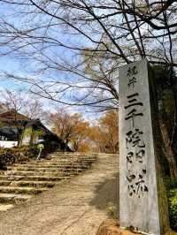 大原三千院賞櫻，古木參天的優雅日式庭園