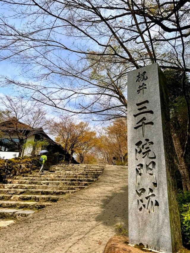 大原三千院賞櫻，古木參天的優雅日式庭園