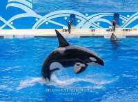 สวนสนุกโลกใต้ทะเล Shanghai Haichang Ocean Park