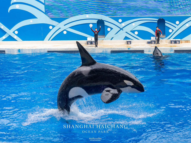 สวนสนุกโลกใต้ทะเล Shanghai Haichang Ocean Park