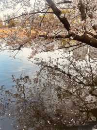 都内屈指のお花見名所🌸上野恩賜公園で春満喫！