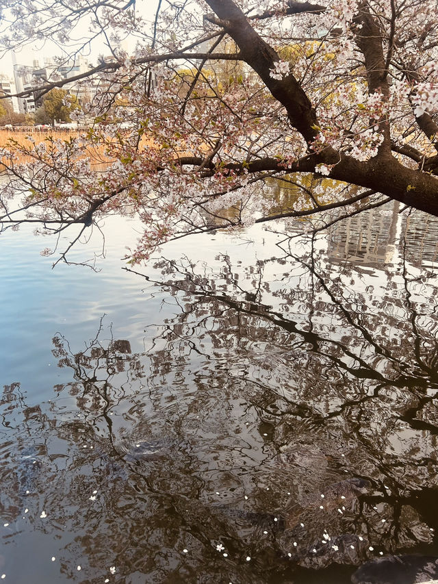 都内屈指のお花見名所🌸上野恩賜公園で春満喫！