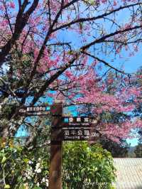ไปดู The King of Cherry Blossom Alishan 