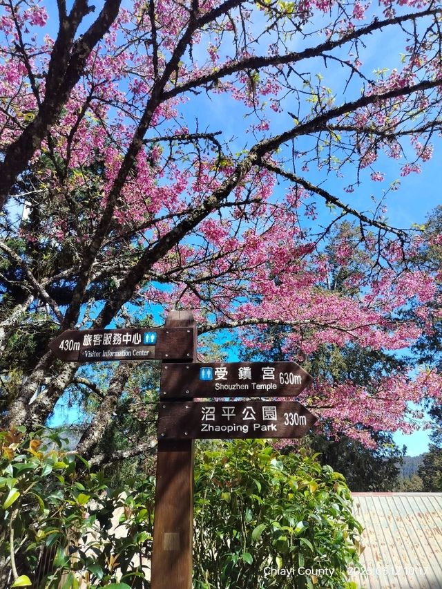 ไปดู The King of Cherry Blossom Alishan 