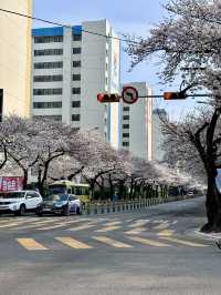 Cherry Blossoms in Busan and Seoul SK 2025