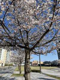 桜、花見
