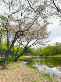 눈 내리던 4월의 서울숲 🌷 튤립 현황