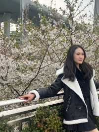 🌸 Cherry Blossom in Shanghai 🇨🇳