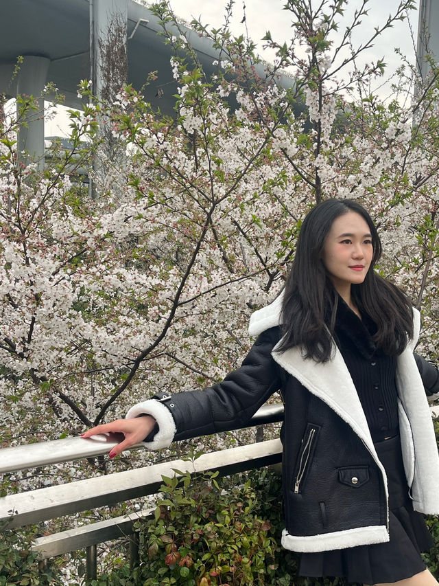 🌸 Cherry Blossom in Shanghai 🇨🇳