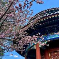 Jingshan Park (Beijing) – "Petals with a Palace View"