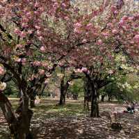 Shinjuku Gyoen, Tokyo