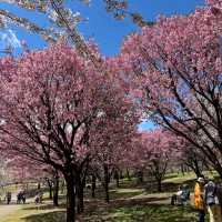 Akagi Nanmen Senbonzakura, Gunma